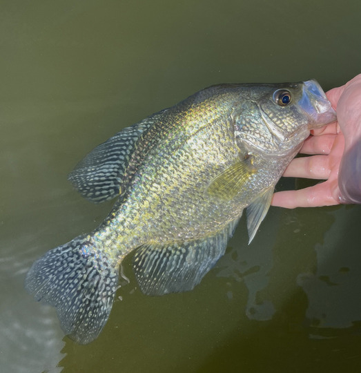 Black Crappie