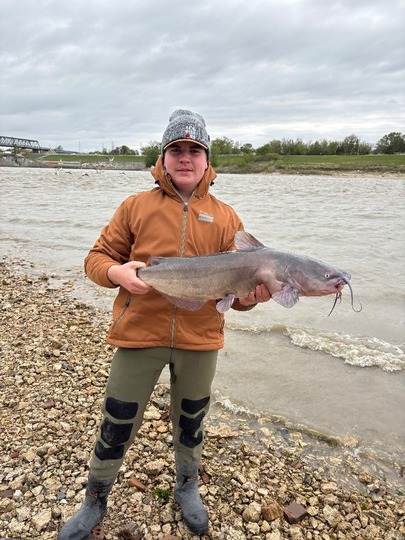 Channel Catfish