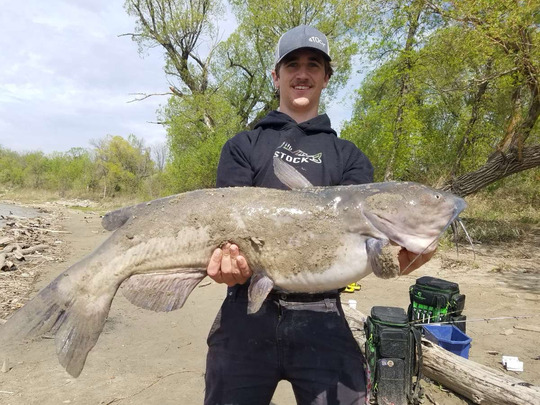 Channel Catfish