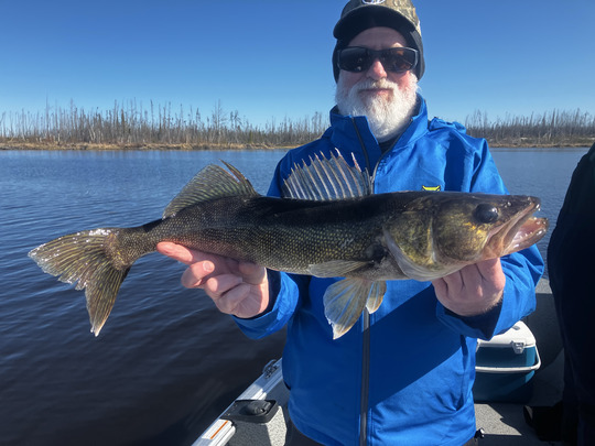 Walleye
