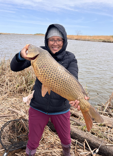 Common Carp