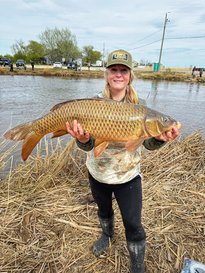 Common Carp
