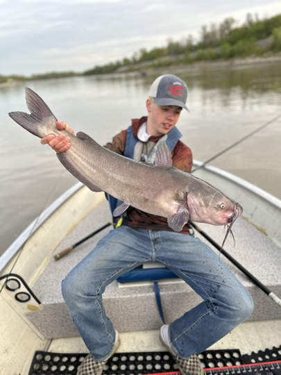 Channel Catfish