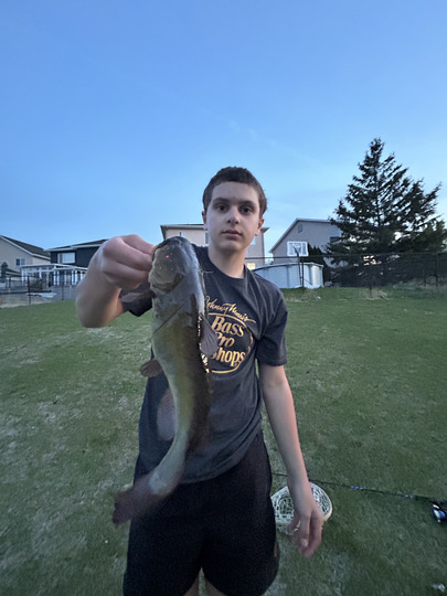 Bullhead
