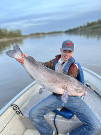 Channel Catfish