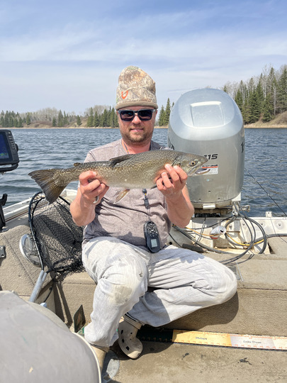 Tiger Trout