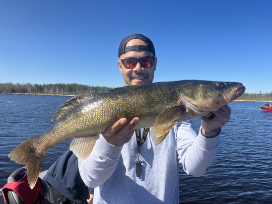 Walleye