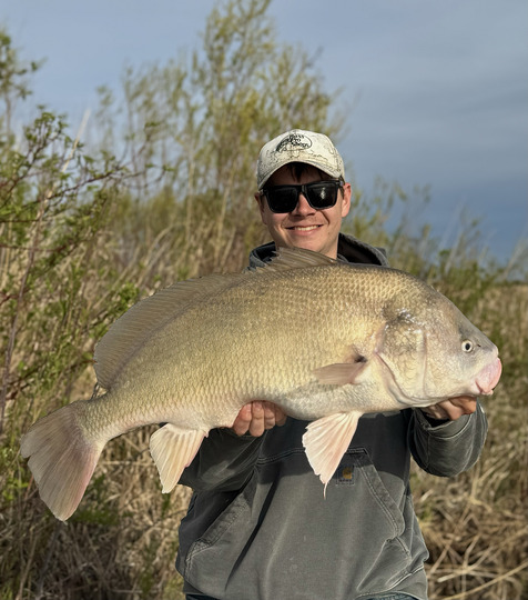 Freshwater Drum