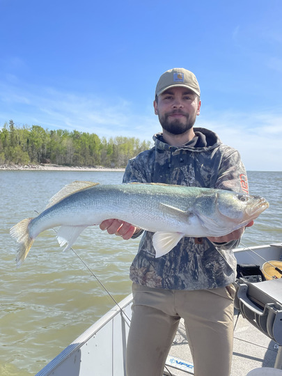 Walleye