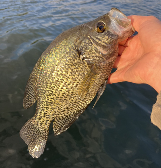 Black Crappie