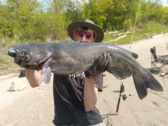 Channel Catfish