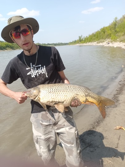 Common Carp