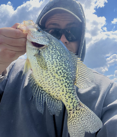 Black Crappie