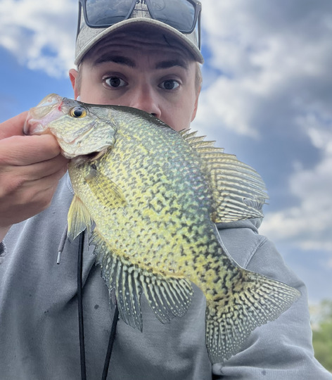 Black Crappie