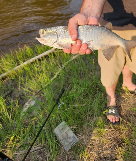 Goldeye