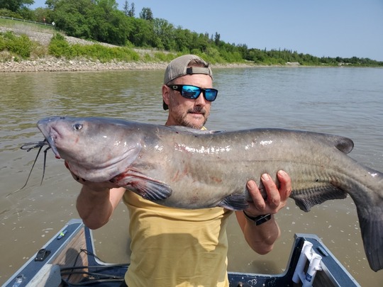 Channel Catfish