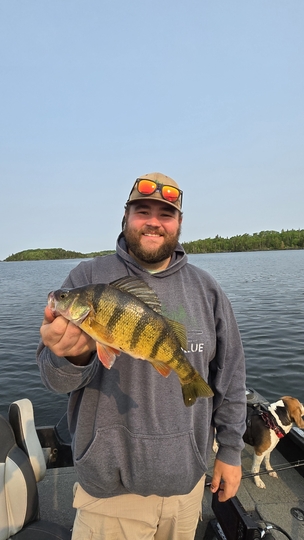 Yellow Perch