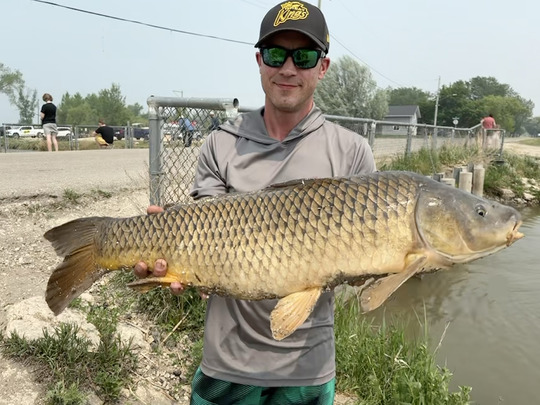 Common Carp