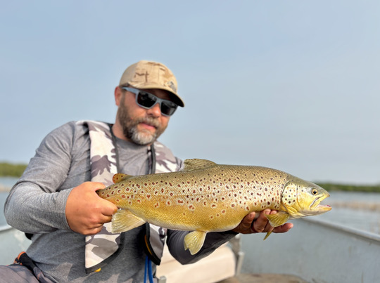 Brown Trout