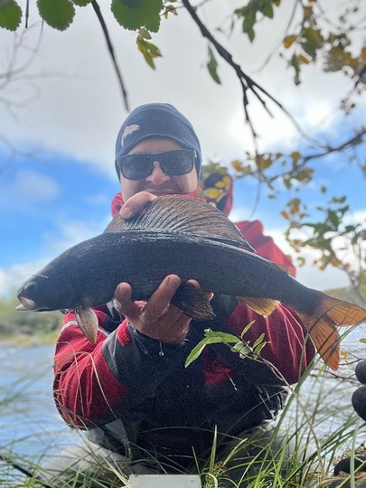 Arctic Grayling