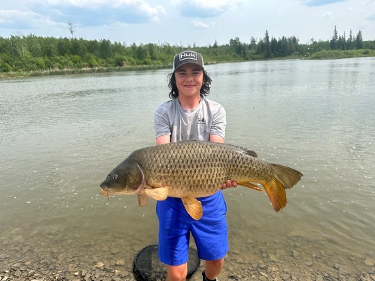 Common Carp