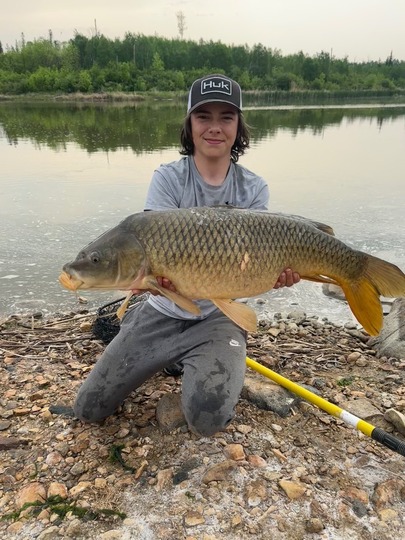 Common Carp