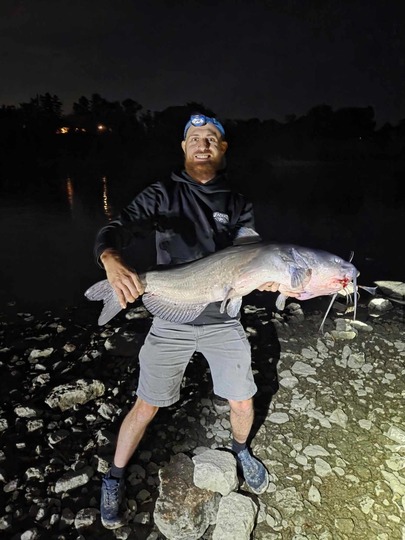 Channel Catfish