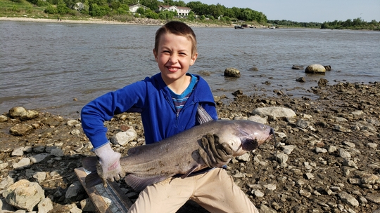 Channel Catfish