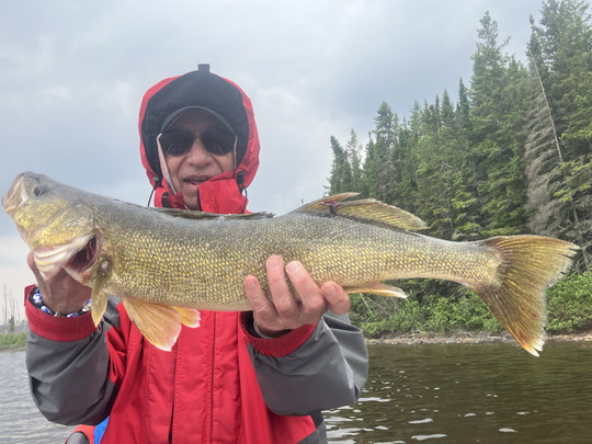 Walleye