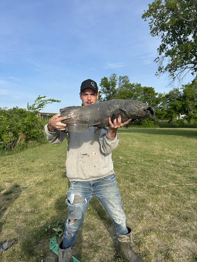 Channel Catfish