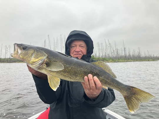 Walleye