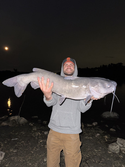 Channel Catfish