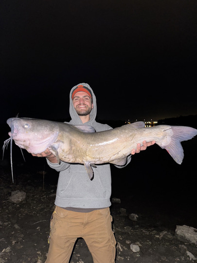 Channel Catfish