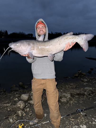 Channel Catfish