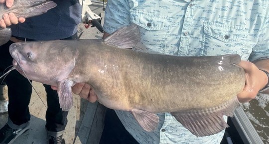 Channel Catfish