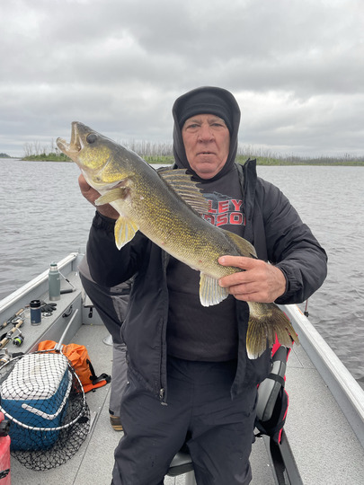 Walleye