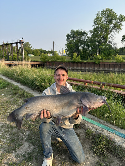 Channel Catfish