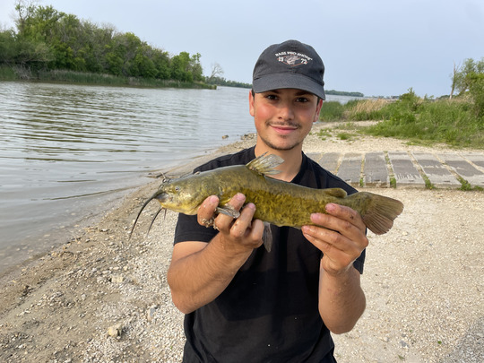 Bullhead