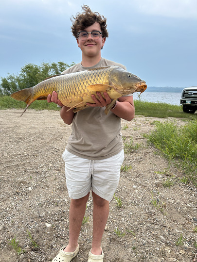 Common Carp