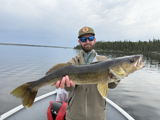 Walleye