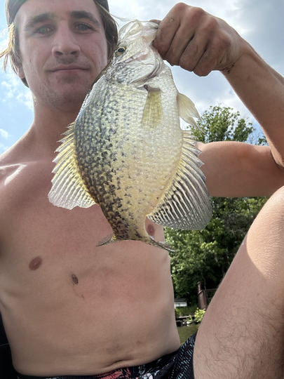 Black Crappie