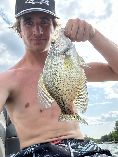 Black Crappie