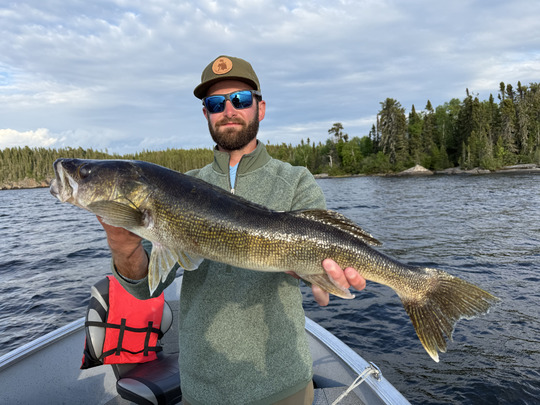 Walleye