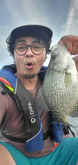 Black Crappie