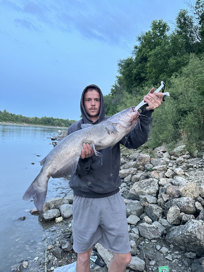 Channel Catfish
