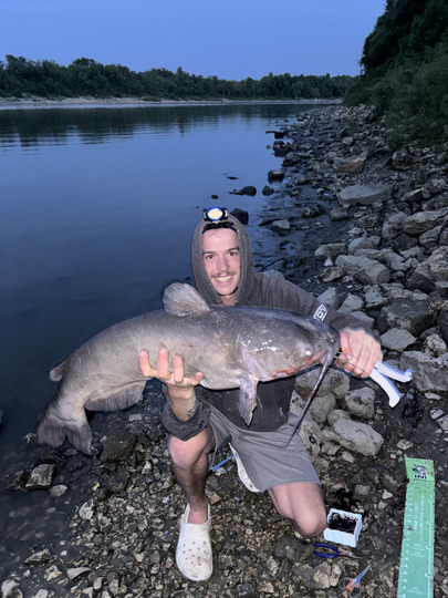 Channel Catfish
