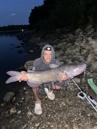 Channel Catfish