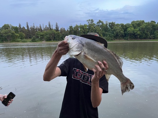 Freshwater Drum