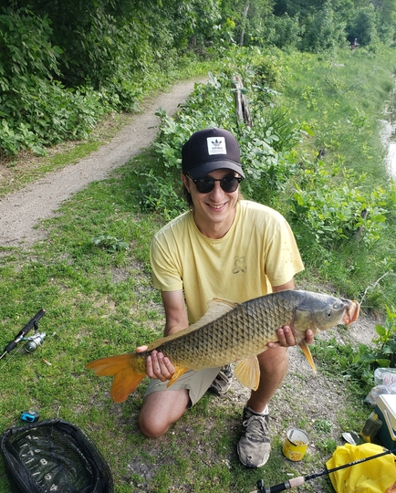 Common Carp