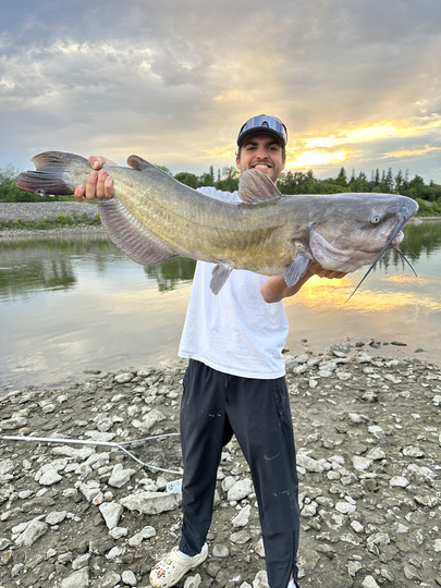 Channel Catfish